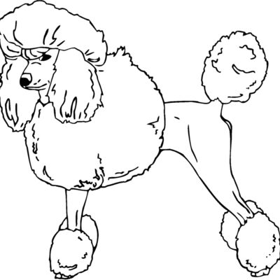 poodle Thumbnail