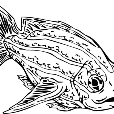 fish12 Thumbnail