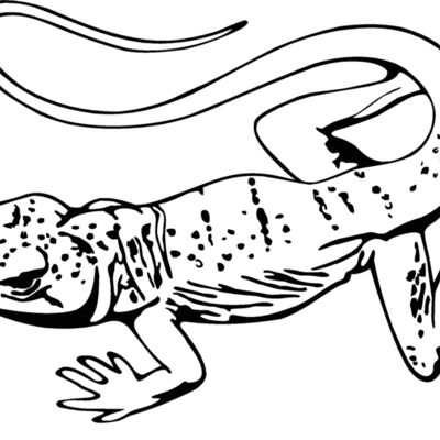 desertlizard Thumbnail