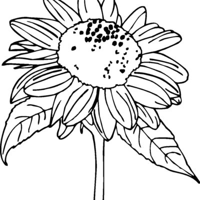 sunflower Thumbnail
