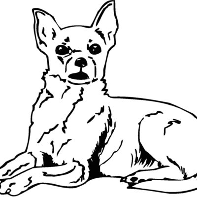 chihuahua2 Thumbnail