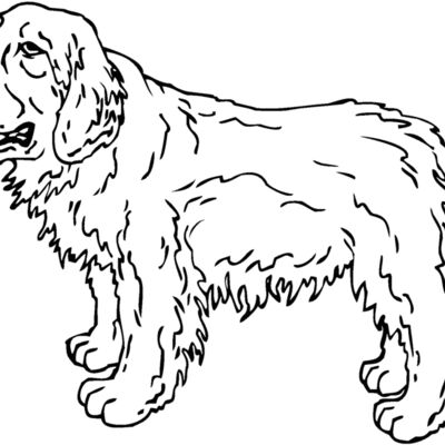 clumber spaniel Thumbnail