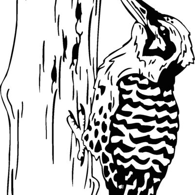 woodpecker Thumbnail