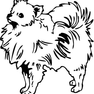 pomeranian Thumbnail
