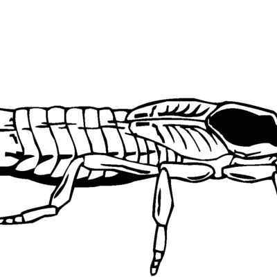 earwig Thumbnail