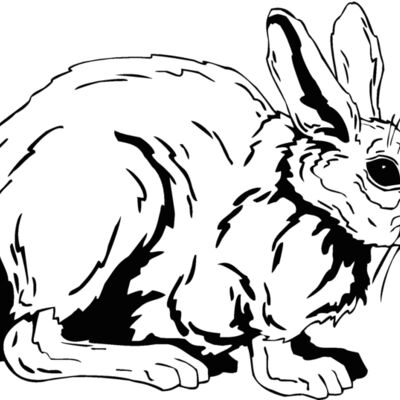 cottontail Thumbnail
