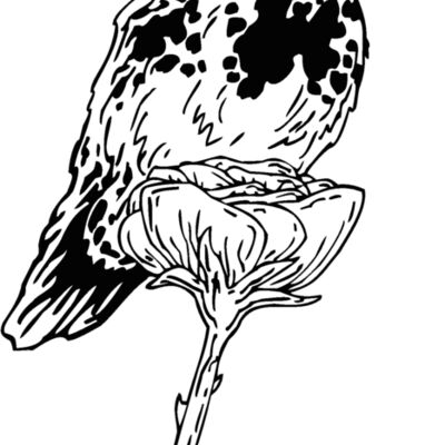 rufous hummingbird Thumbnail