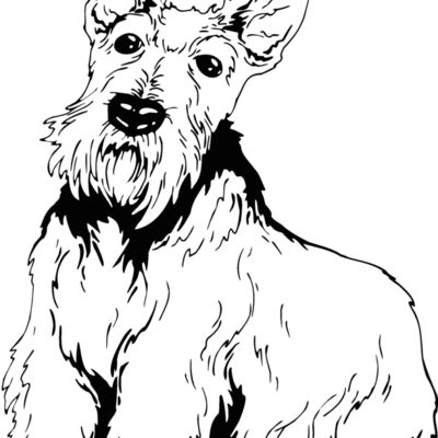 scottish terrier 2 Thumbnail