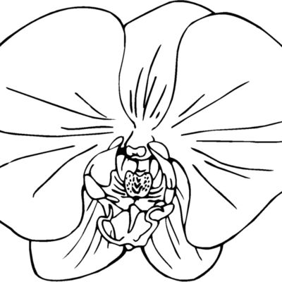 orchid Thumbnail