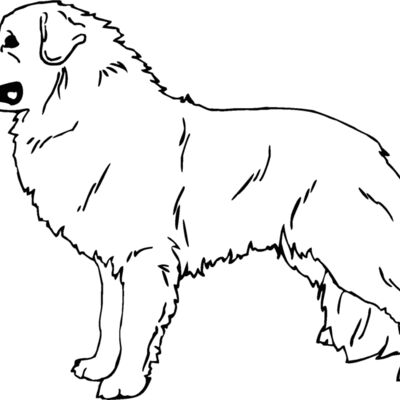great pyrenees Thumbnail