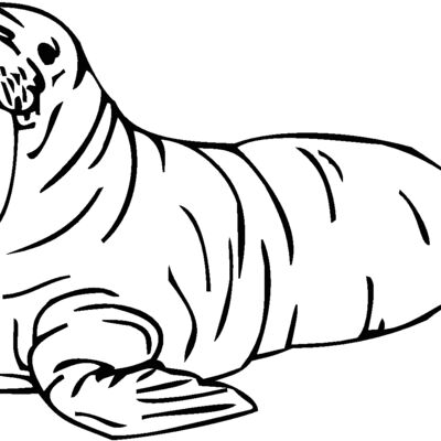 walrus Thumbnail