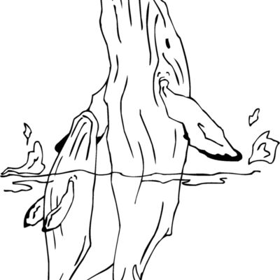 humpback whale Thumbnail