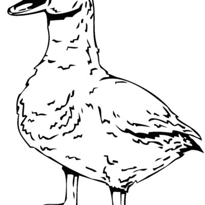 duck2 Thumbnail
