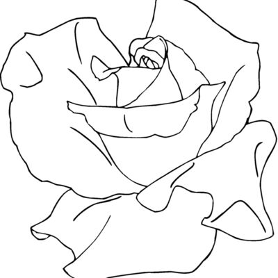 tearose Thumbnail