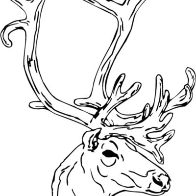 caribou2 Thumbnail