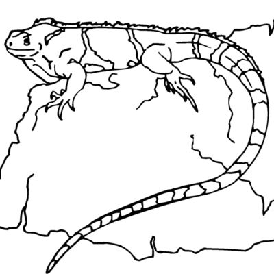 iguana 03 Thumbnail