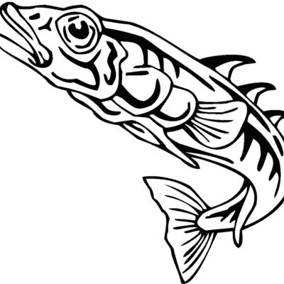stickleback Thumbnail