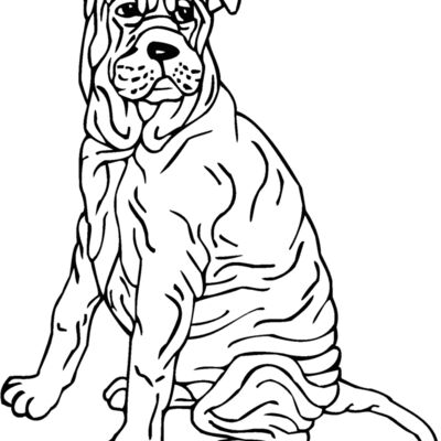 shar pei Thumbnail