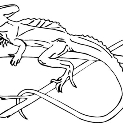 green banded lizard Thumbnail