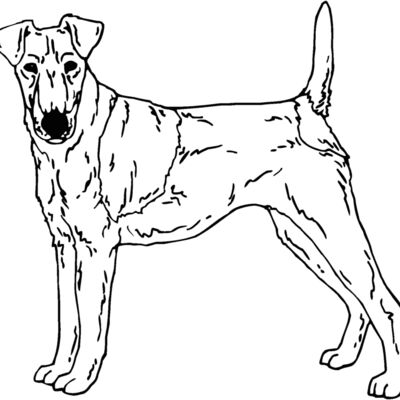 fox terrier Thumbnail