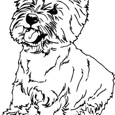 highland terrier Thumbnail