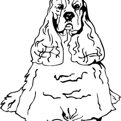 cocker spaniel Thumbnail