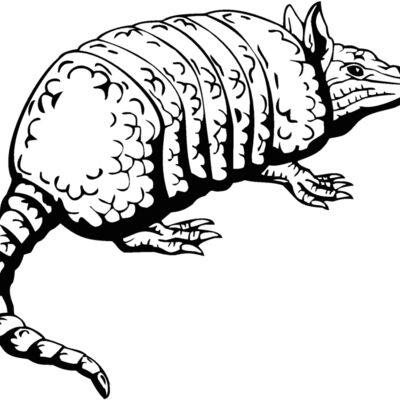 armadillo1 Thumbnail
