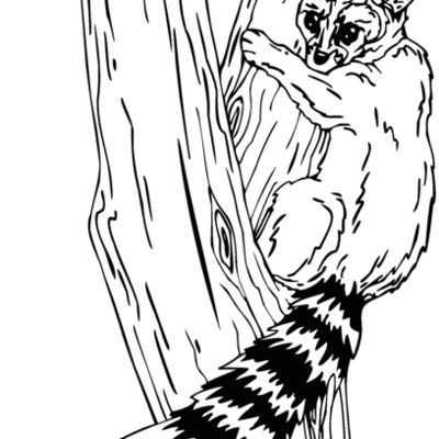 ringtaillemur Thumbnail