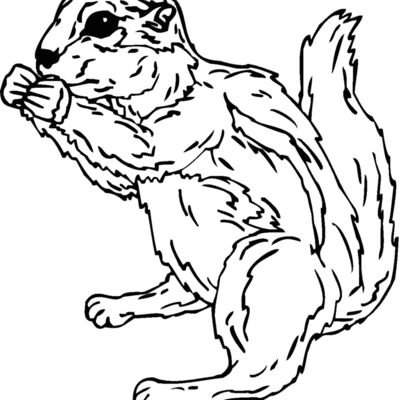 groundsquirrel Thumbnail