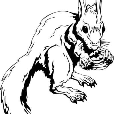 rabbit squirrel Thumbnail