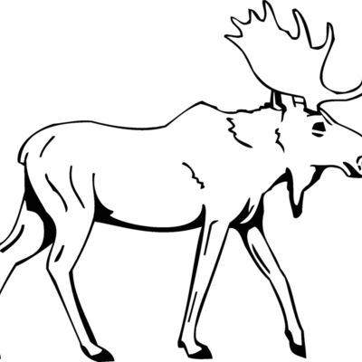 moose4 Thumbnail