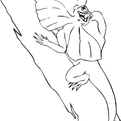 frilled lizard Thumbnail