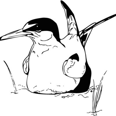 tern Thumbnail
