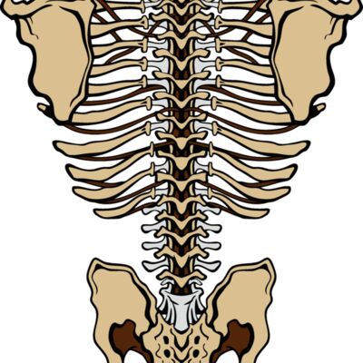 es3bones01clr Thumbnail