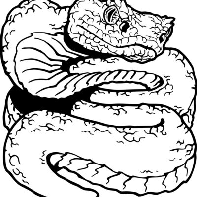 cooperheadsnake Thumbnail