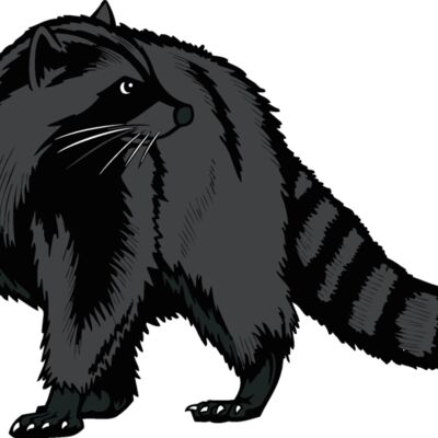 raccoon02v4clr Thumbnail
