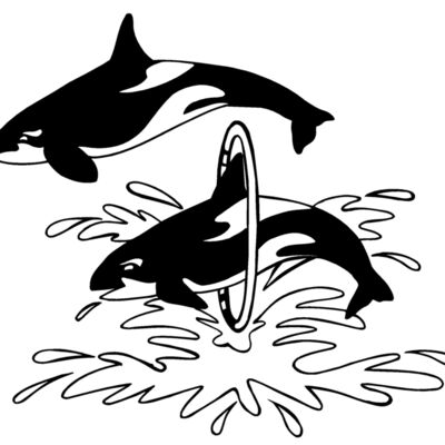 killerwhale02 Thumbnail