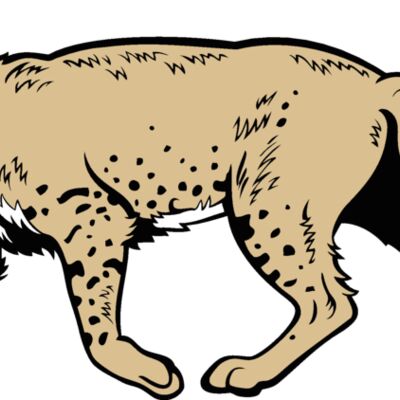 wildcat18v4clr Thumbnail