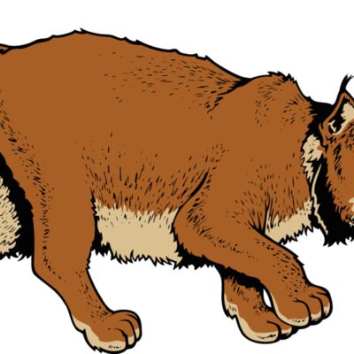 wildcat06v4clr Thumbnail