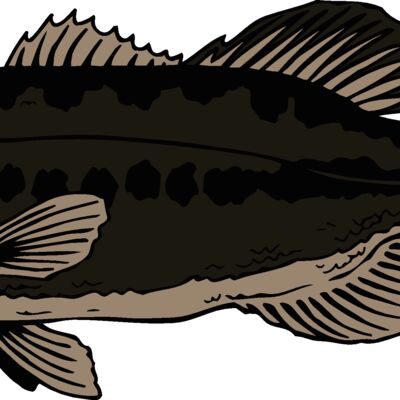 fish largemouthbass Thumbnail