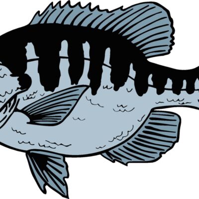 bluegill Thumbnail