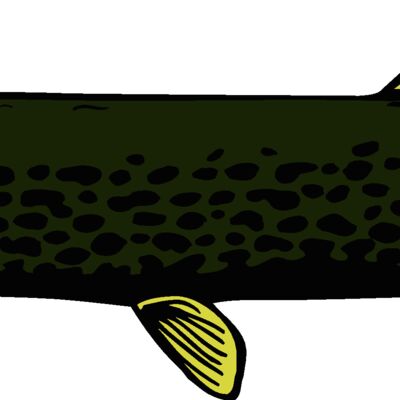 fish northernpike2 Thumbnail