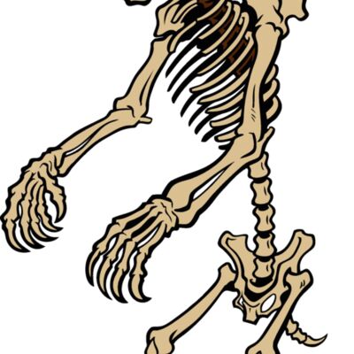 bear skeleton Thumbnail